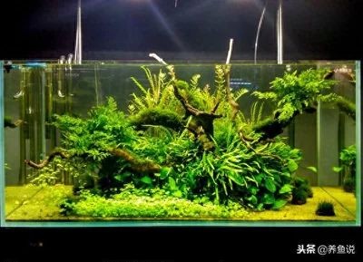 魚缸好與壞的區別（魚缸好與壞的區別：魚缸的好與壞可以從以下幾個方面進行區分） 魚缸好與壞的區別（魚缸好與壞的區別：魚缸的好與壞可以從以下幾個方面進行區分） 魚缸百科 第3張