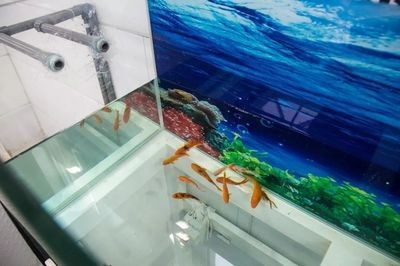 小魚未來魚缸值得買嗎：小魚未來魚缸用戶評價匯總 小魚未來魚缸值得買嗎：小魚未來魚缸用戶評價匯總 魚缸百科 第1張