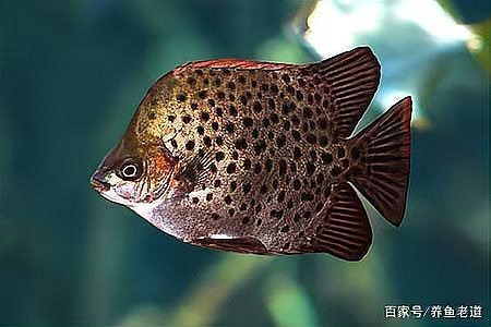 非洲金鼓魚養幾條好