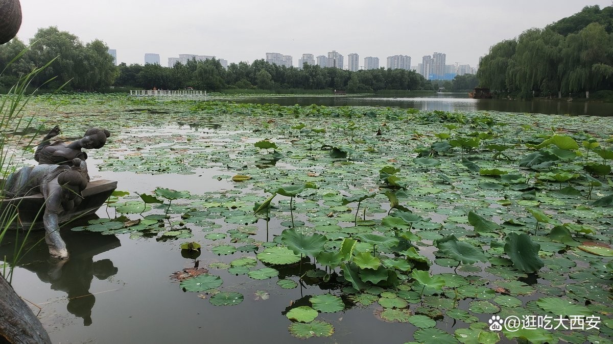 龍魚長身好還是短身好，龍魚長身好還是短身好養(yǎng)，龍魚長身好還是短身好