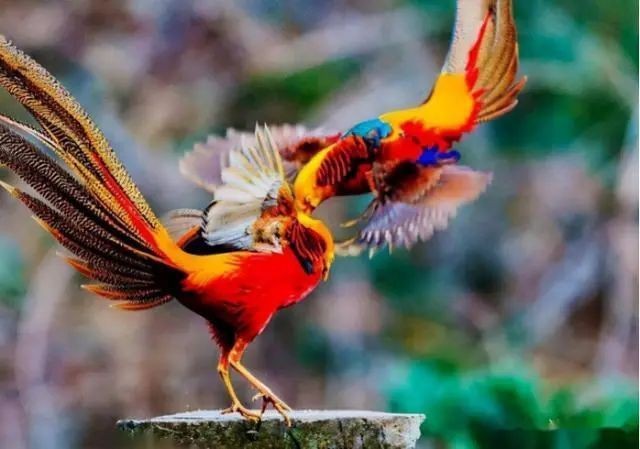 紅肚鳳凰為何不建議養