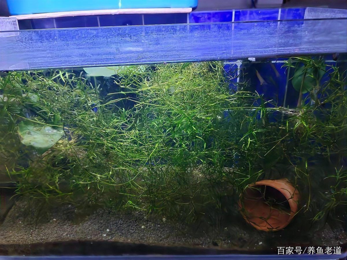 紅肚鳳凰為何不建議養