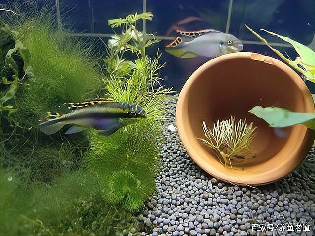 紅肚鳳凰為何不建議養