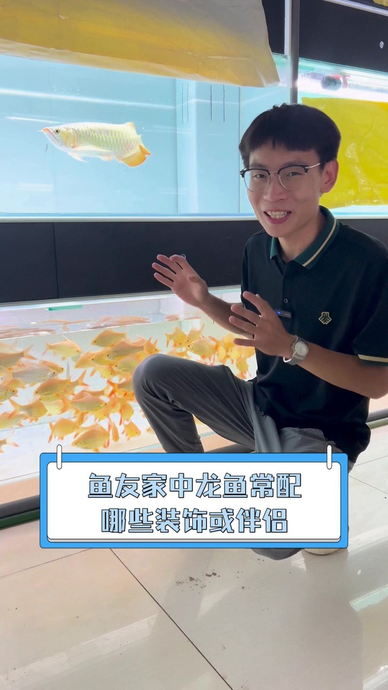 還有哪些家居用品可以與龍魚搭配