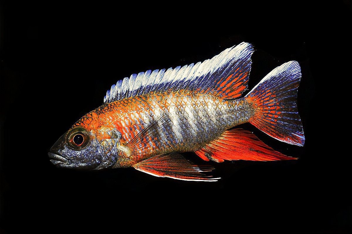 鳳凰魚多久生一次小魚