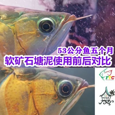 紅龍魚發色期微量元素補充：紅龍魚發色期飼養者應注意以下幾個方面的營養補充 紅龍魚發色期微量元素補充：紅龍魚發色期飼養者應注意以下幾個方面的營養補充 龍魚百科 第1張