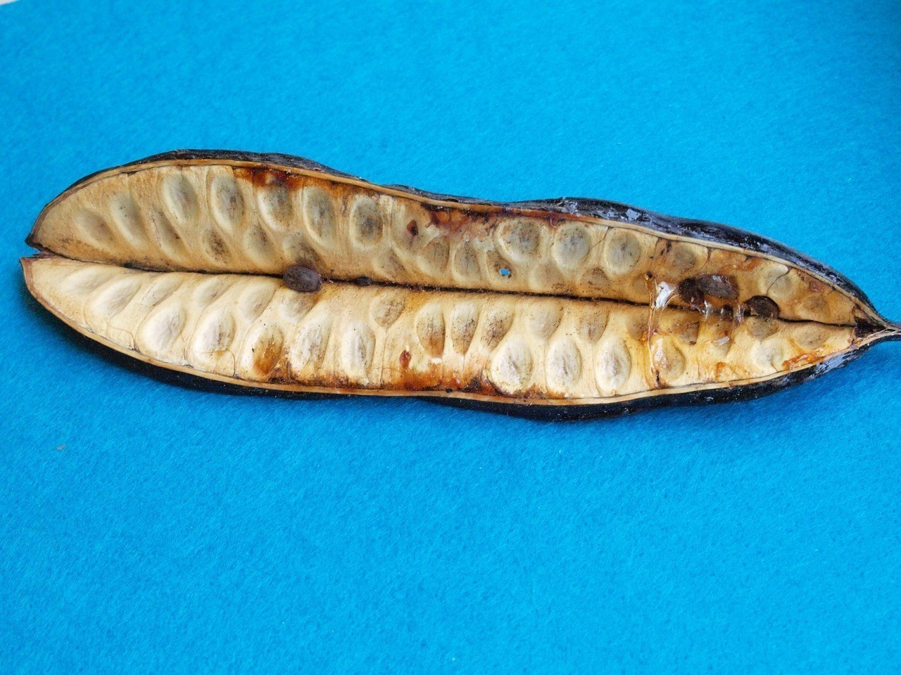 雙線側魚最忌三種魚
