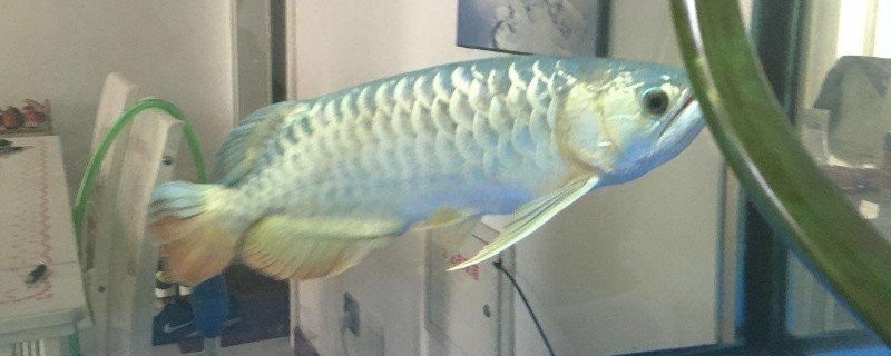 飛鳳魚吸紅龍怎么辦？