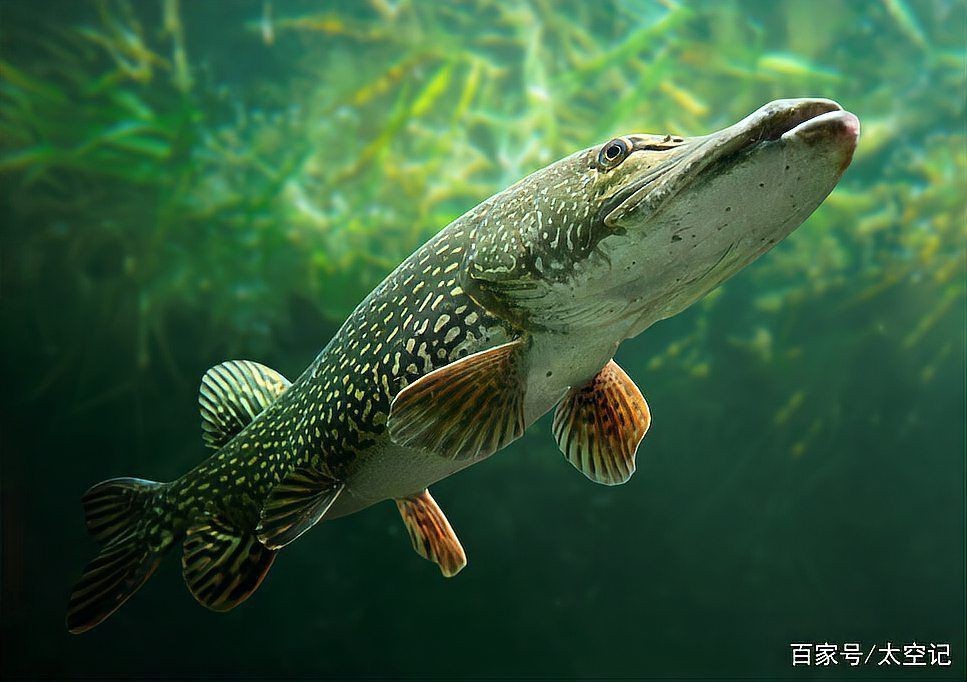 狗魚別名 狗魚別名 龍魚論壇 第13張