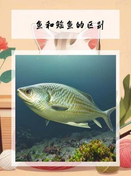 魟魚懷孕十天了圖片