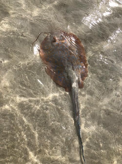 金龍魚的種類及種類介紹 金龍魚的種類及種類介紹 觀賞魚百科 第2張