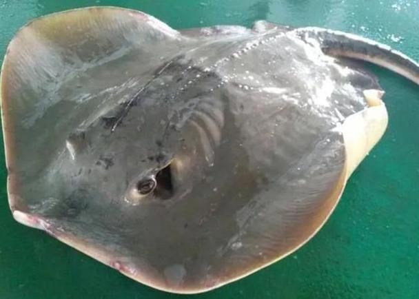 魟魚懷孕十天了圖片