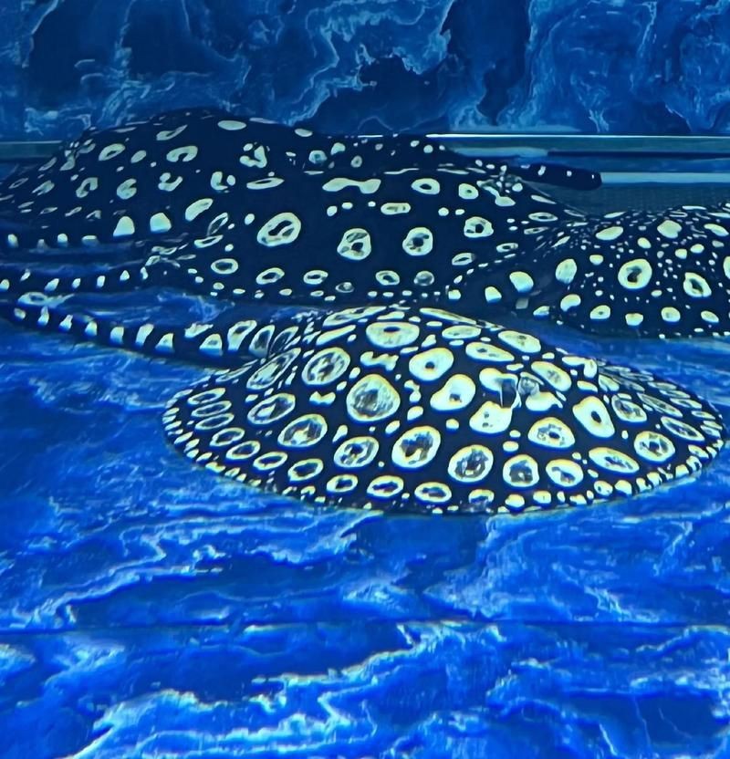 魟魚懷孕十天了圖片