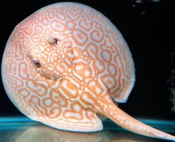 魟魚懷孕十天了圖片