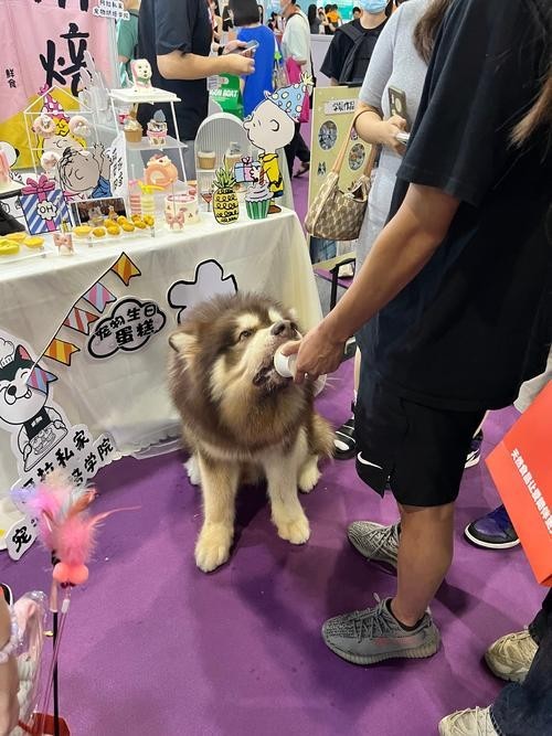 廣州寵物展會2025年展覽會 廣州寵物展會2025年展覽會 2025長城杯龍魚大賽 第4張