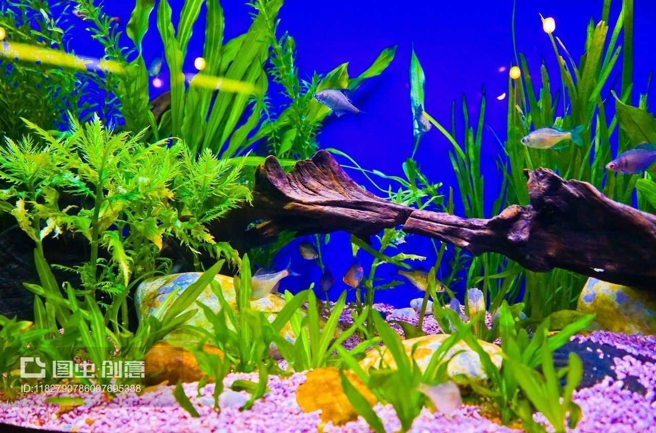 熱帶魚飼養(yǎng)指南熱帶魚飼養(yǎng)指南熱帶魚飼養(yǎng)指南熱帶魚飼養(yǎng)指南：海洋生態(tài)魚缸造景技巧 熱帶魚飼養(yǎng)指南熱帶魚飼養(yǎng)指南熱帶魚飼養(yǎng)指南熱帶魚飼養(yǎng)指南：海洋生態(tài)魚缸造景技巧 魚缸百科 第3張