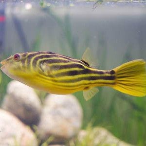 狗頭魚是淡水魚嗎