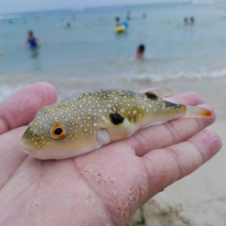 狗頭魚是淡水魚嗎