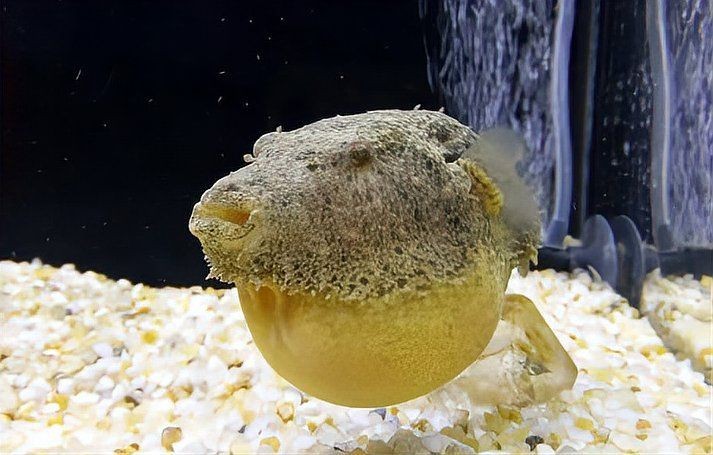 狗頭魚是淡水魚嗎