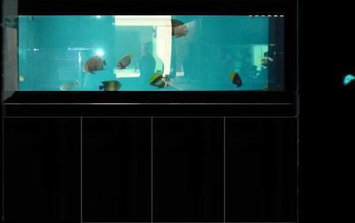 湖北利川森森的成長故事：森森水族箱品牌故事