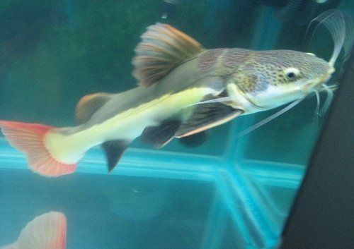 皇冠三間魚多少錢一條 皇冠三間魚多少錢一條 龍魚論壇 第12張