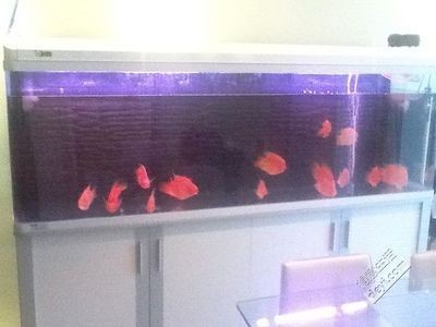 花鳥市場回收魚缸嗎多少錢一條（花鳥市場回收魚缸怎么辦？）