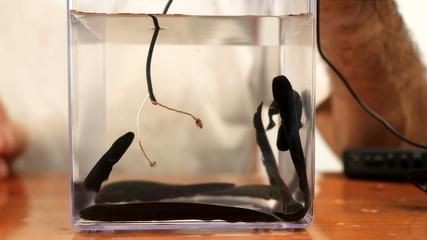 電鰻的神秘世界：養(yǎng)電鰻需要一個(gè)至少2米大的魚缸并且要注意水質(zhì)、喂食和疾病預(yù)防