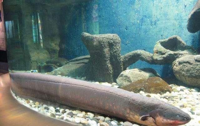 電鰻的神秘世界：養(yǎng)電鰻需要一個至少2米大的魚缸并且要注意水質(zhì)、喂食和疾病預防