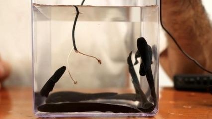 電鰻的神秘世界：養(yǎng)電鰻需要一個(gè)至少2米大的魚缸并且要注意水質(zhì)、喂食和疾病預(yù)防