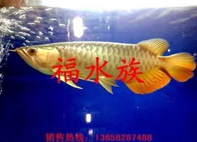銀川市興慶區成駿成水族館（銀川市興慶區成駿成水族館電話號碼）