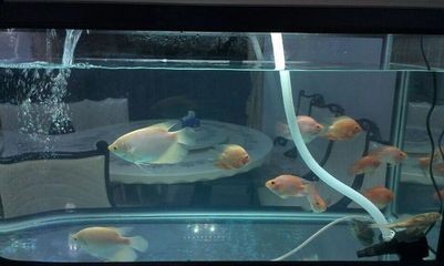 養珊瑚魚缸的配置大概多少錢：養珊瑚魚缸多少錢 養珊瑚魚缸的配置大概多少錢：養珊瑚魚缸多少錢 魚缸百科 第4張