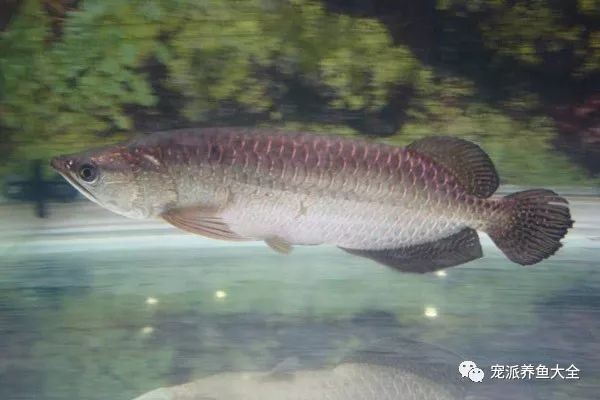 龍魚鰭變黑：龍魚鰭變黑可能由多種因素引起， 龍魚鰭變黑：龍魚鰭變黑可能由多種因素引起， 龍魚百科 第3張