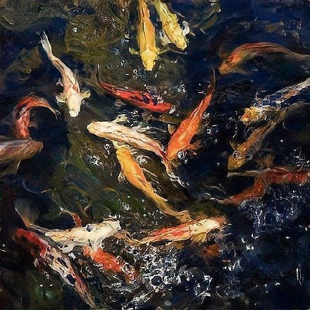 紅白鯉魚代表什么 龍魚論壇 第23張 紅白鯉魚代表什么 紅白鯉魚代表什么 龍魚論壇 第23張