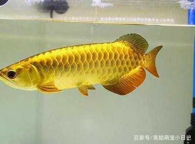 鄭州市鄭東新區豪強水族館（鄭州市鄭東新區豪強水族館電話）