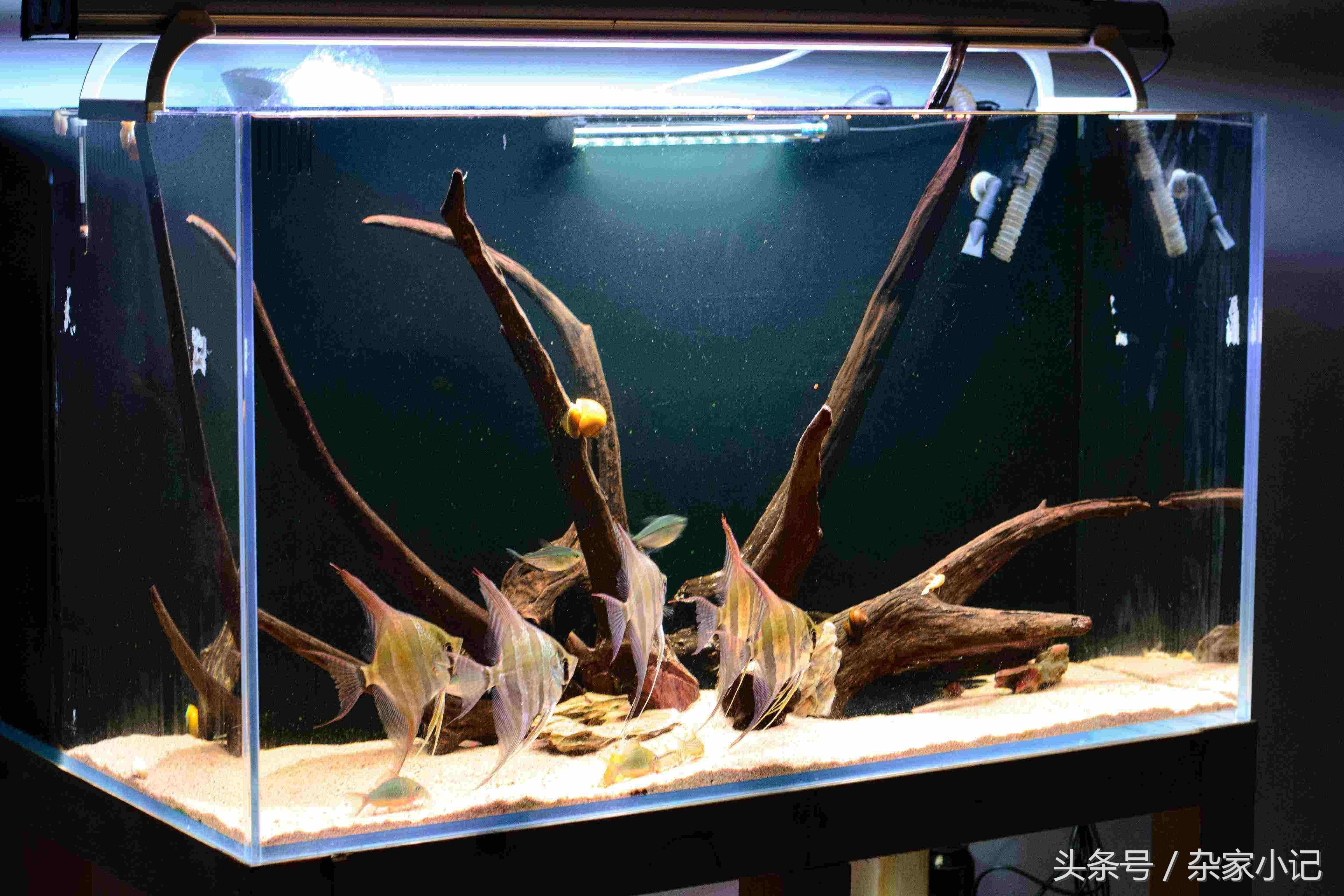 紅對什么屬相最吉利