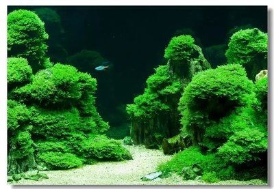 紅對什么屬相最吉利 紅對什么屬相最吉利 龍魚論壇 第4張