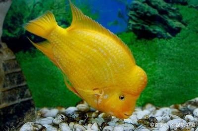 魚缸濾材使用方法視頻：魚缸濾材使用方法