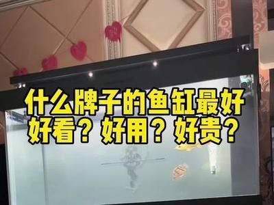 龍魚缸什么牌子好（bluefish藍魚缸什么牌子好）