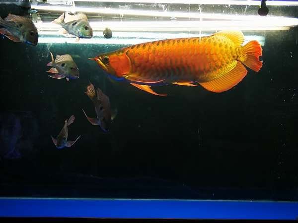 龍魚跳缸有哪些前兆？