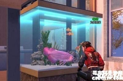 海魚養在魚缸里可以活多久（養海魚需要完善的過濾系統（物理過濾和生物過濾和生物過濾和生物過濾））