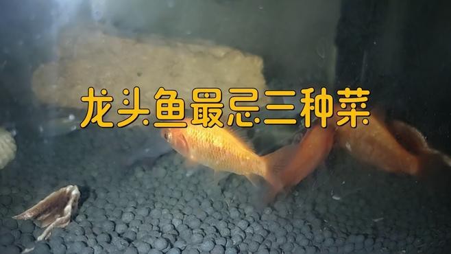 龍頭魚有什么禁忌