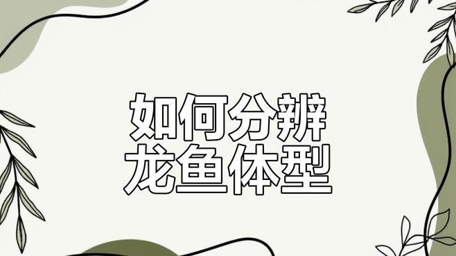 金龍魚體型有幾種