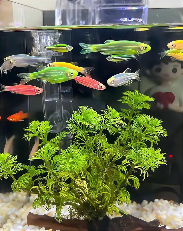 適合新手懶人養的魚