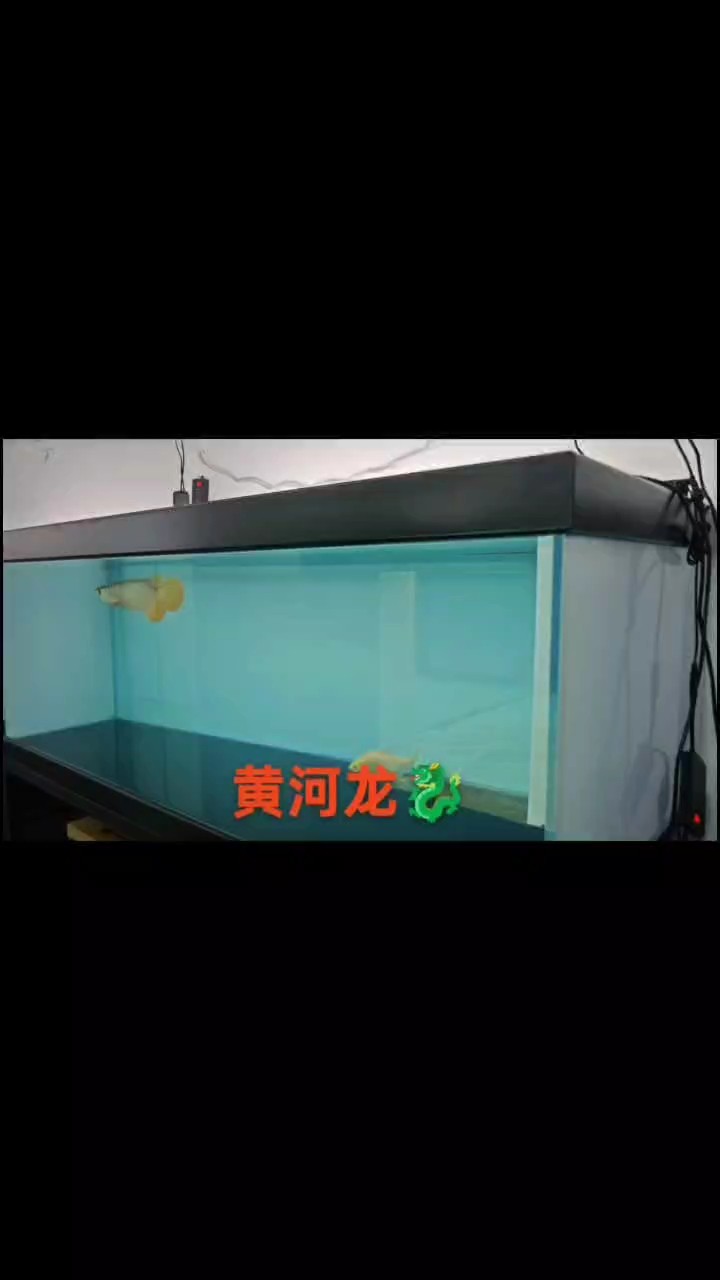 魚硬，魚食更硬，需要高端龍魚，高品質(zhì)