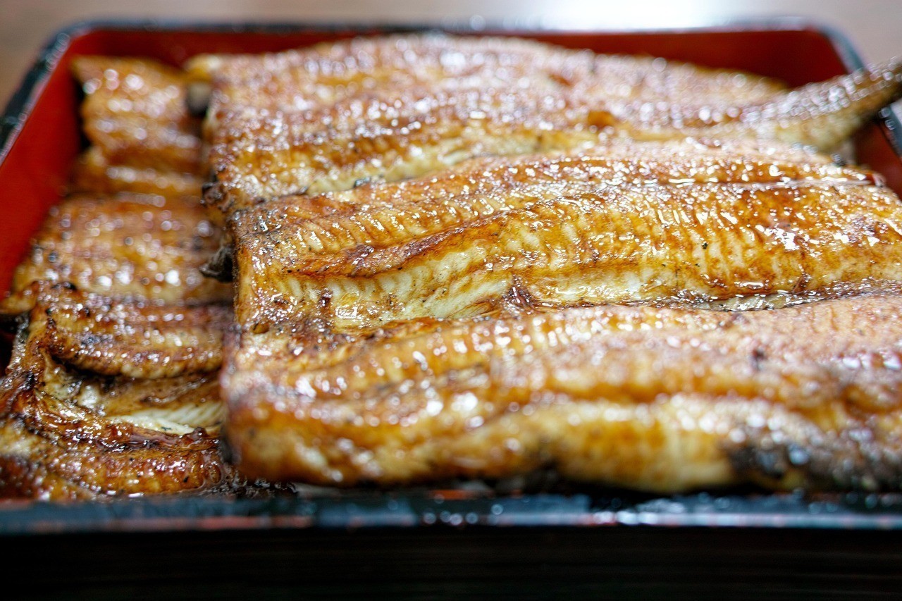 黃金貓魚盡量少吃的原因