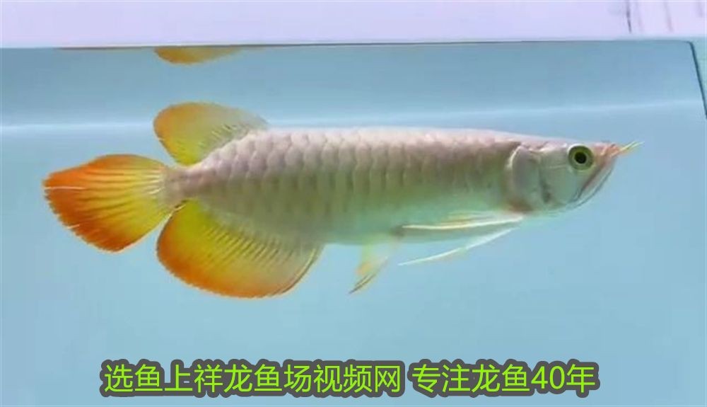 白色招財(cái)龍魚(yú)：白色招財(cái)龍魚(yú)，風(fēng)水靈獸與觀賞藝術(shù)的完美結(jié)合