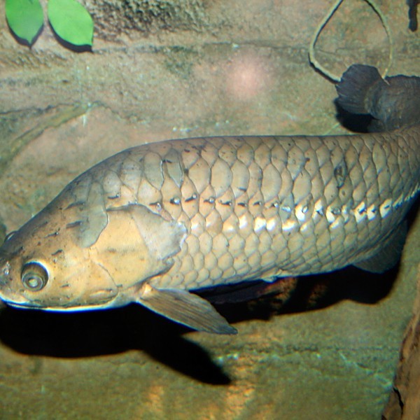 舌骨魚和龍魚一樣嗎 舌骨魚和龍魚一樣嗎 龍魚百科 第2張