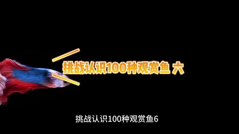 舌骨魚和龍魚一樣嗎 舌骨魚和龍魚一樣嗎 龍魚百科 第5張