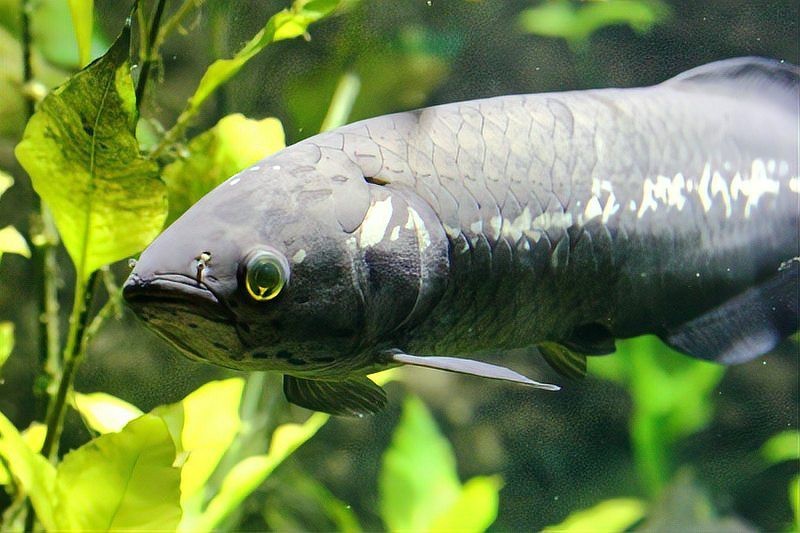 舌骨魚和龍魚一樣嗎 舌骨魚和龍魚一樣嗎 龍魚百科 第6張