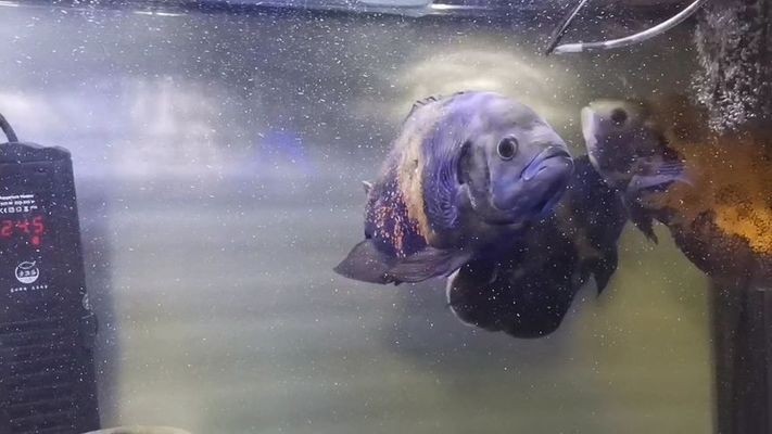 藁城區爬爬爬寵水族館（石家莊爬寵店）